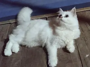 White Persian Female