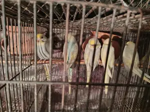 রেইনবো মুভ বেবি