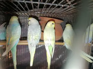 রেইনবো মুভ বেবি