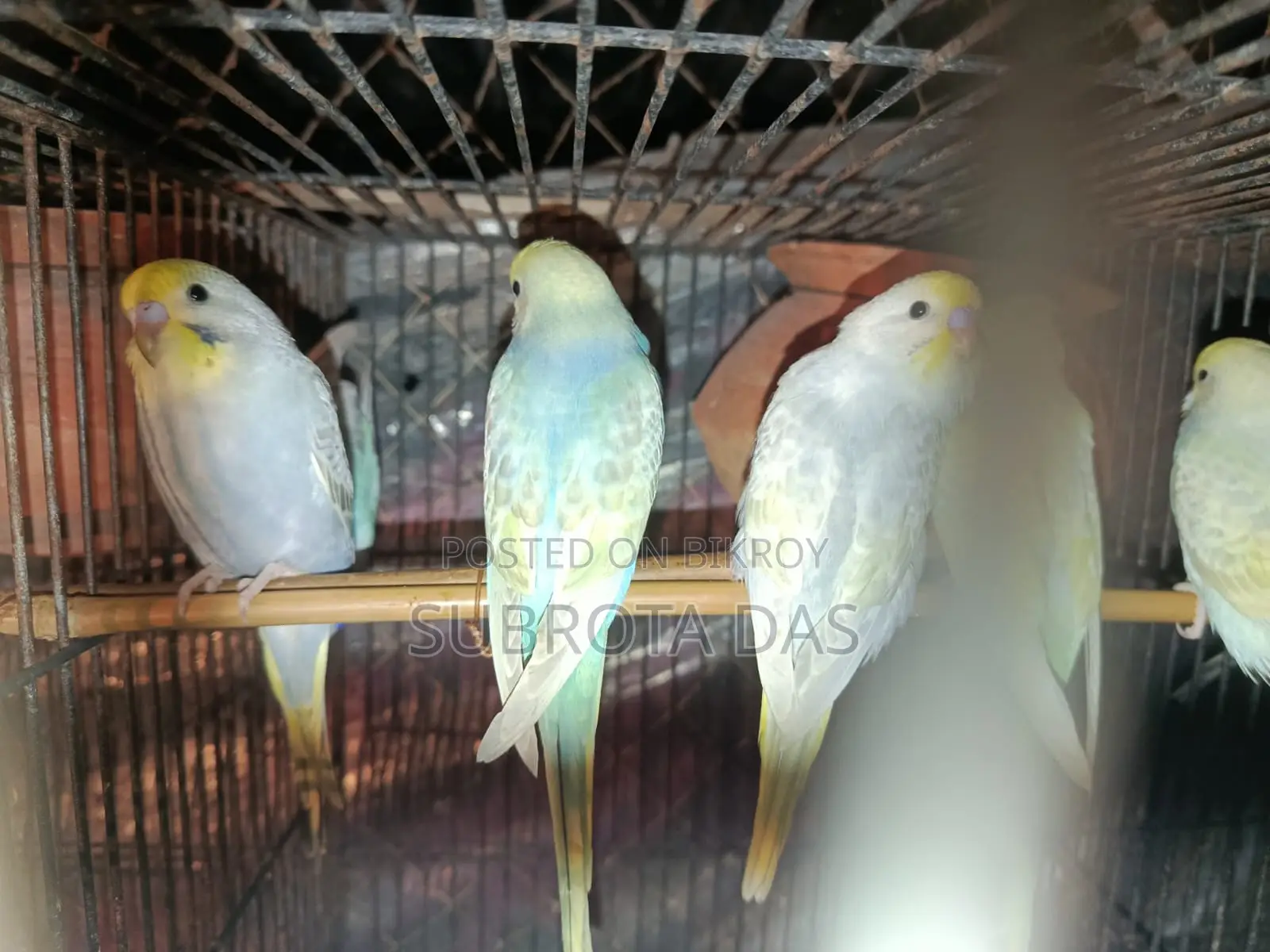 রেইনবো মুভ বেবি