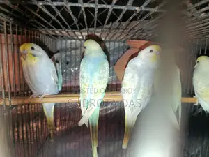 রেইনবো মুভ বেবি