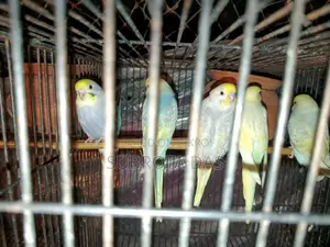 রেইনবো মুভ বেবি