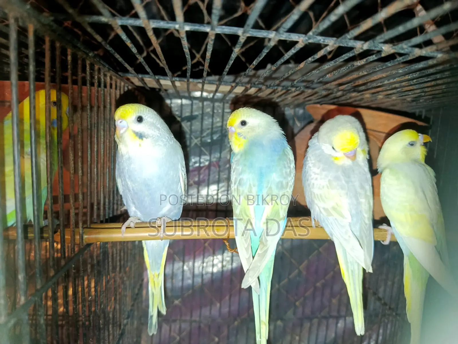 রেইনবো মুভ বেবি