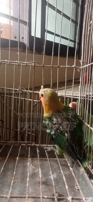 Love Bird Baby