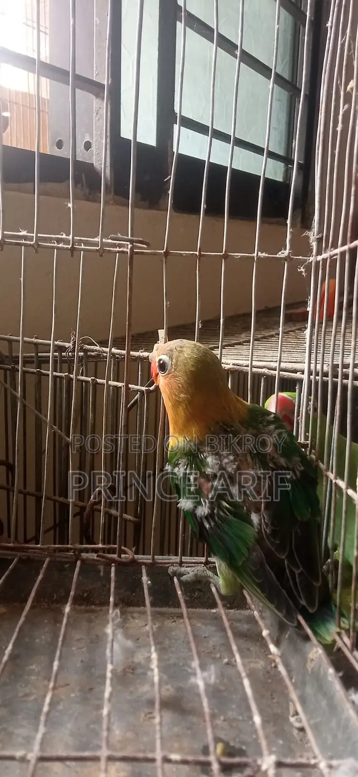 Love Bird Baby