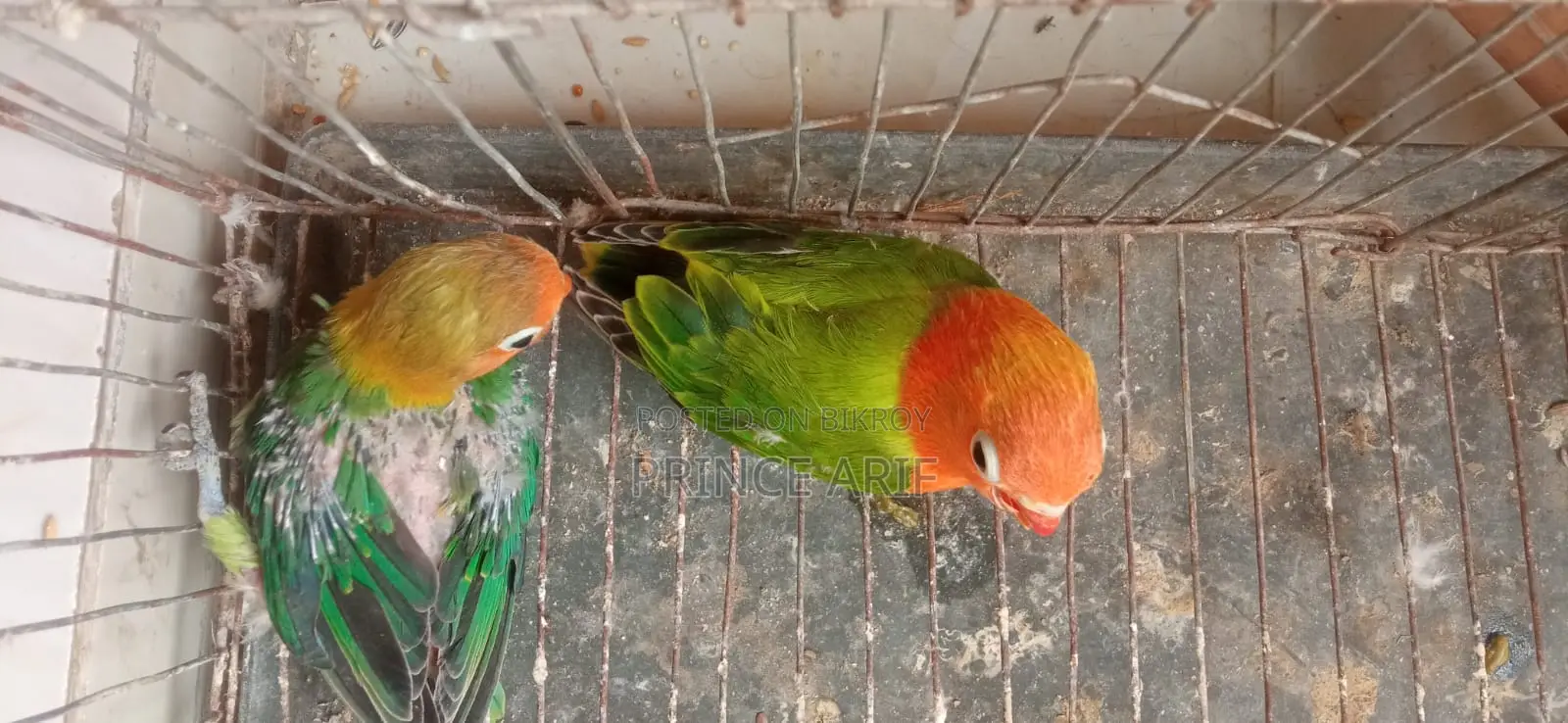 Love Bird Baby