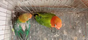 Love Bird Baby