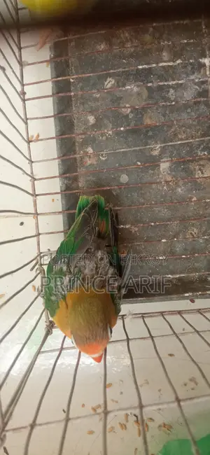 Love Bird Baby