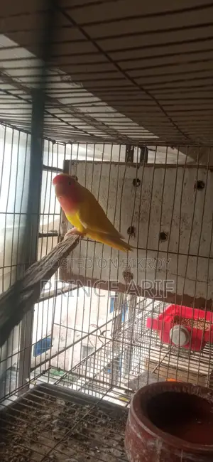 Love Bird Baby