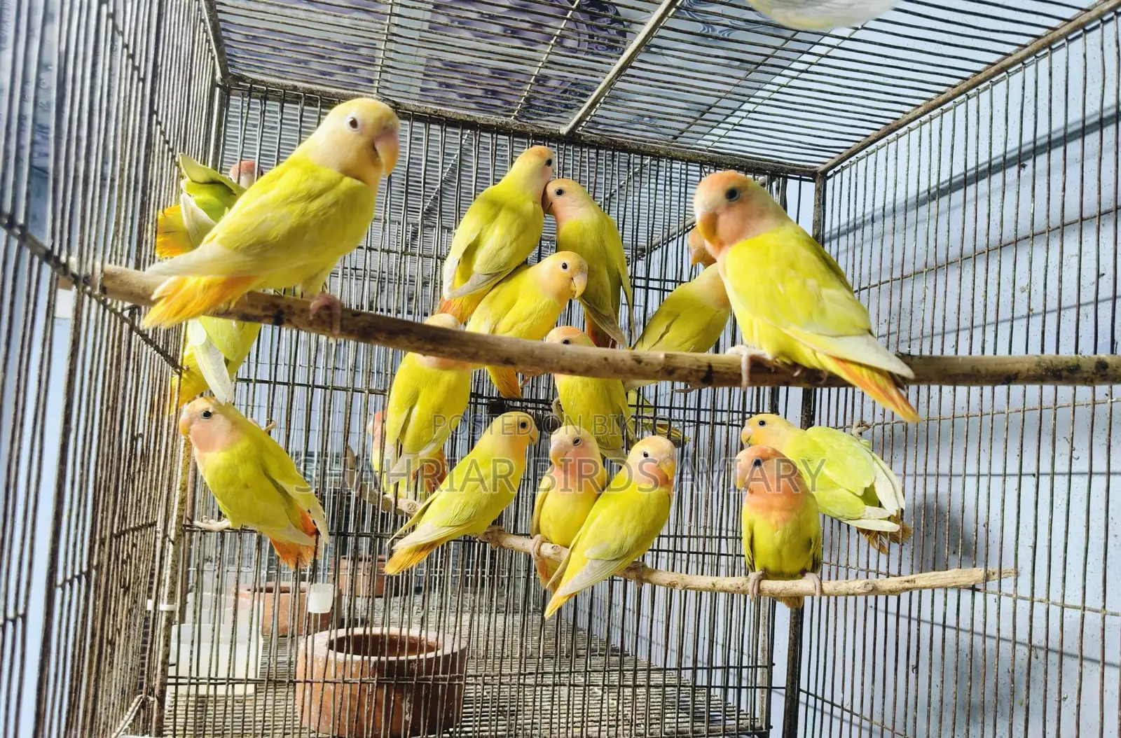 Opaline Lovebird Birds