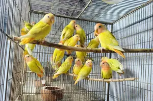 Opaline Lovebird Birds