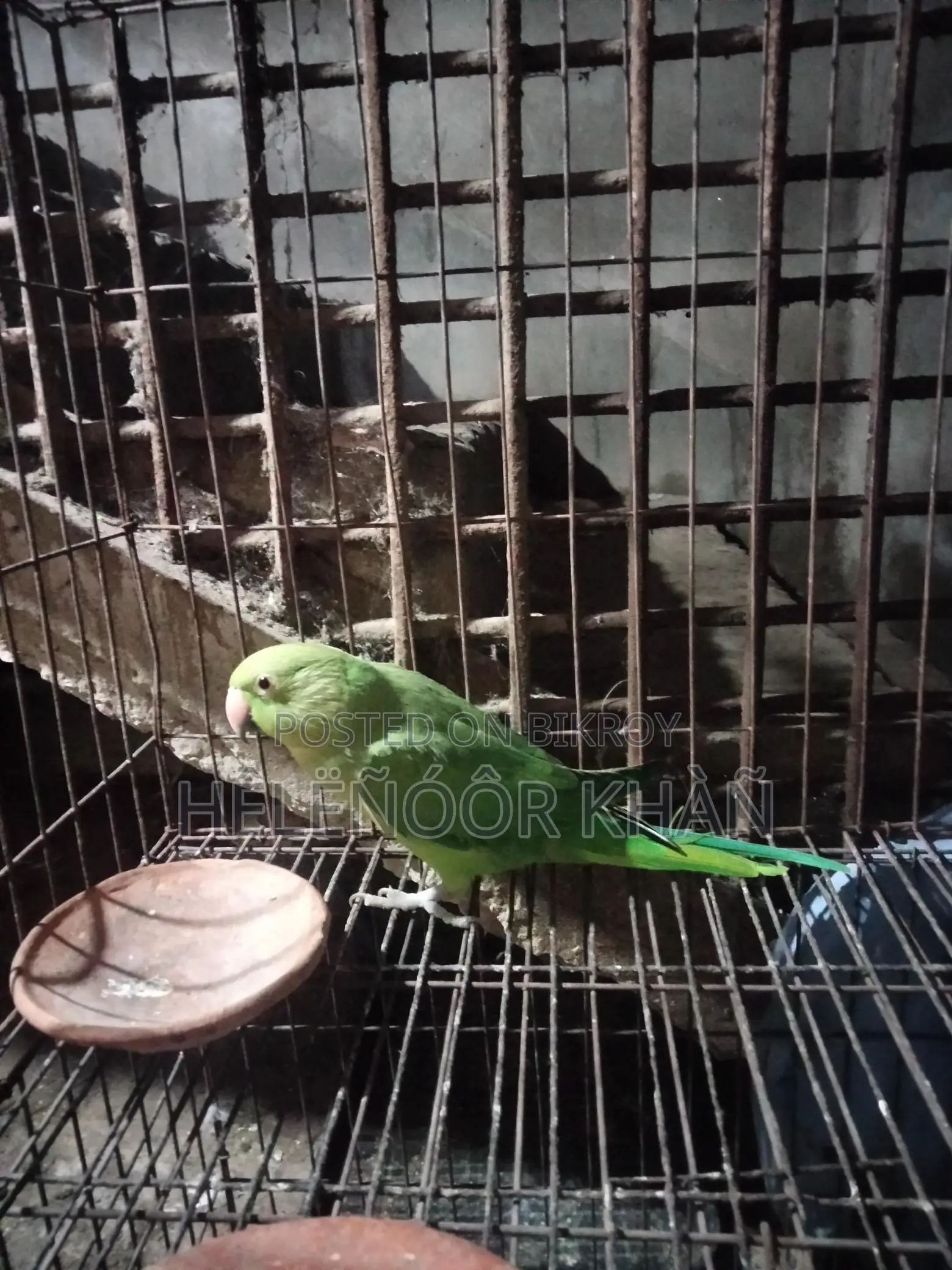 Ringneck phaki sell hobe