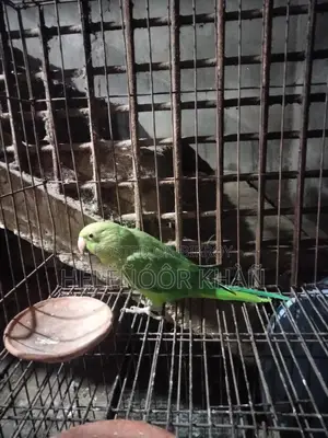 Ringneck phaki sell hobe