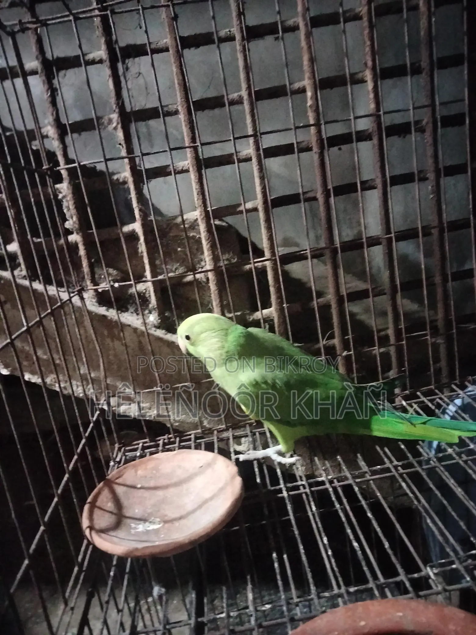 Ringneck phaki sell hobe