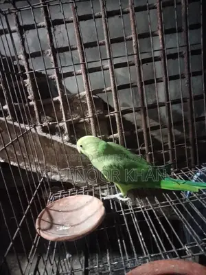 Ringneck phaki sell hobe