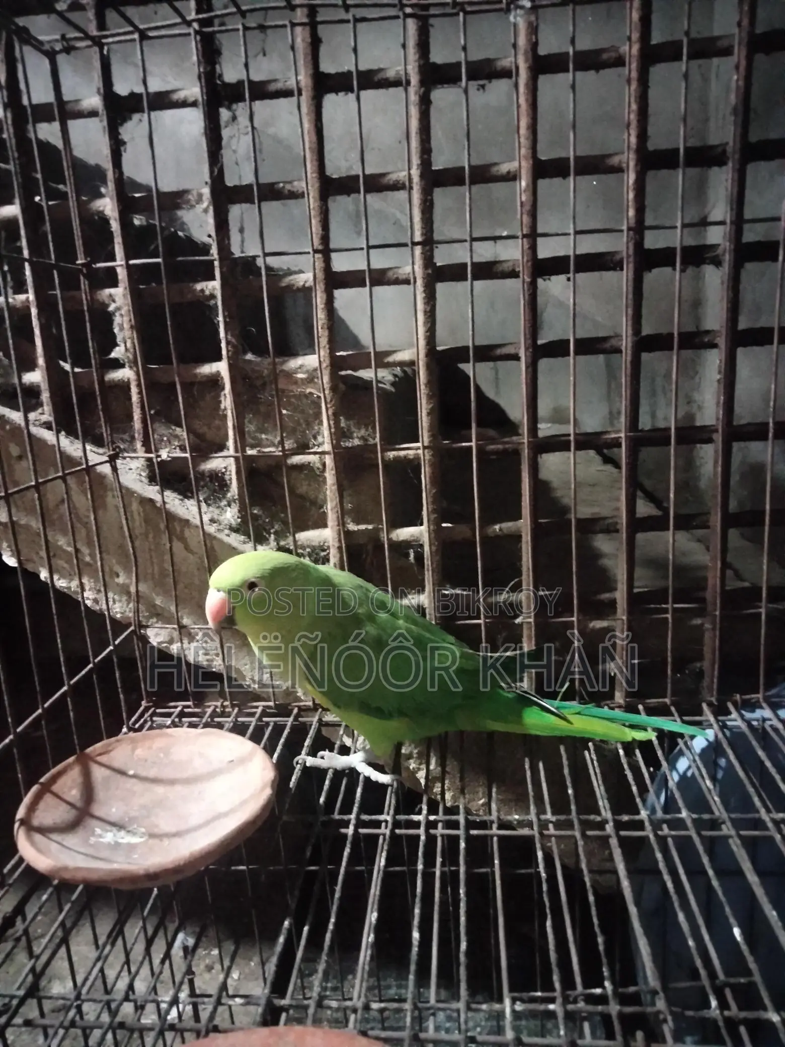 Ringneck phaki sell hobe