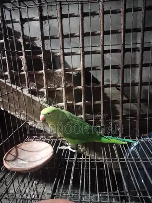 Ringneck phaki sell hobe