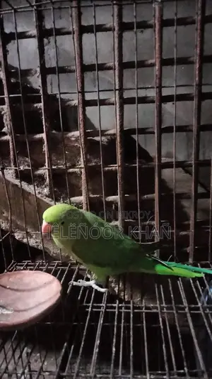 Ringneck phaki sell hobe