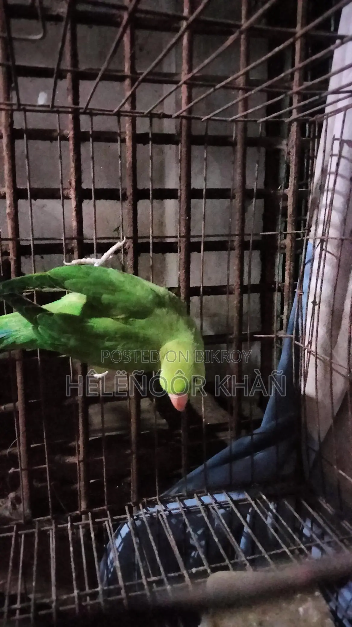 Ringneck phaki sell hobe