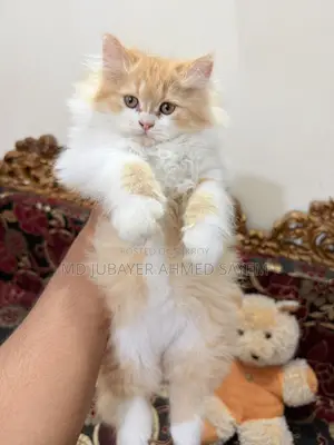 Sell Post Full Persian