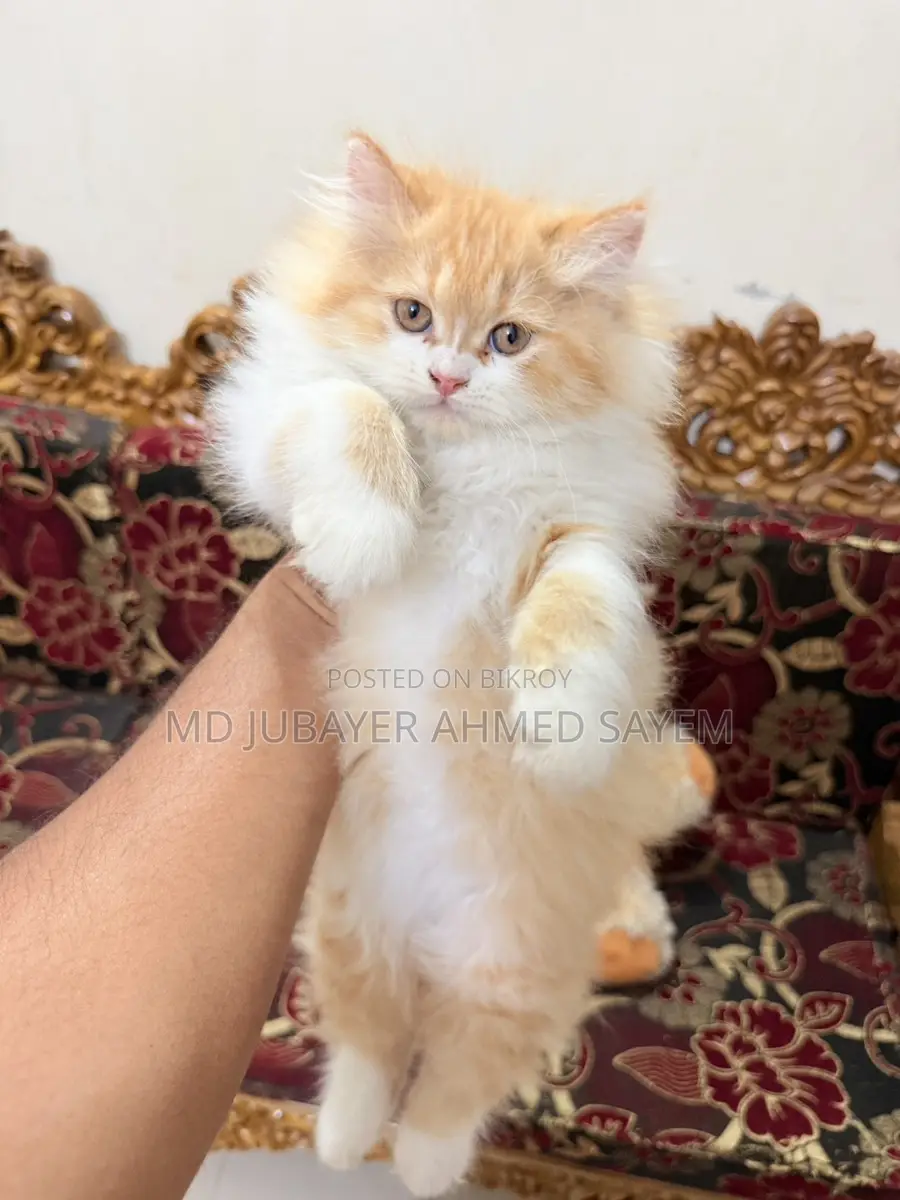 Sell Post Full Persian