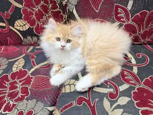 Sell Post Full Persian