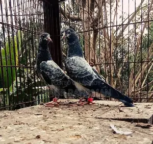 Oman Teddy Pigeon Chicks
