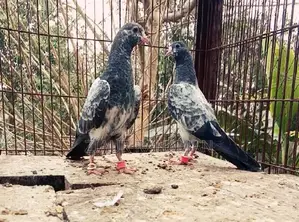 Oman Teddy Pigeon Chicks