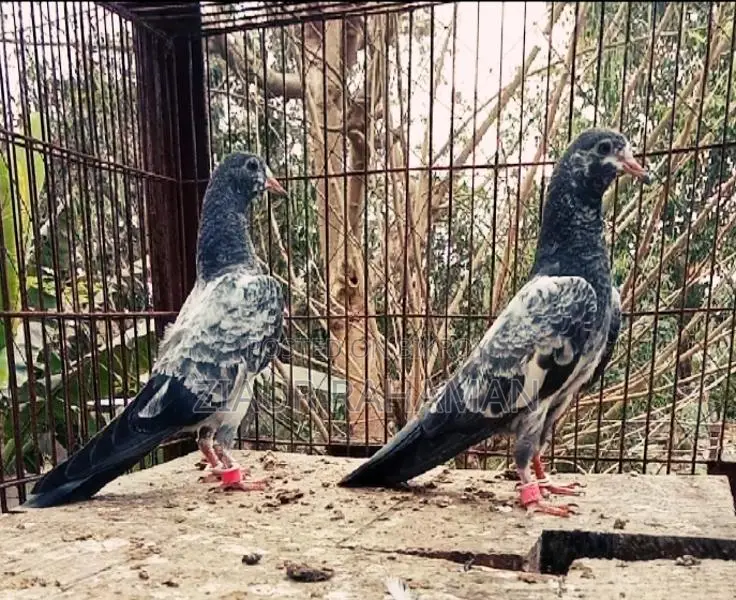 Oman Teddy Pigeon Chicks