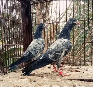 Oman Teddy Pigeon Chicks