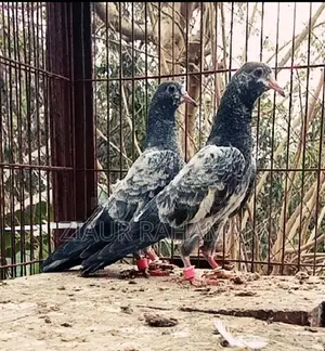 Oman Teddy Pigeon Chicks