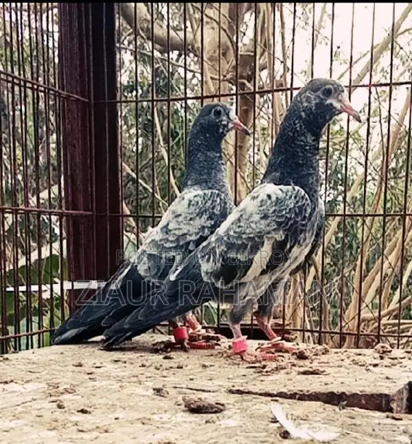 Oman Teddy Pigeon Chicks
