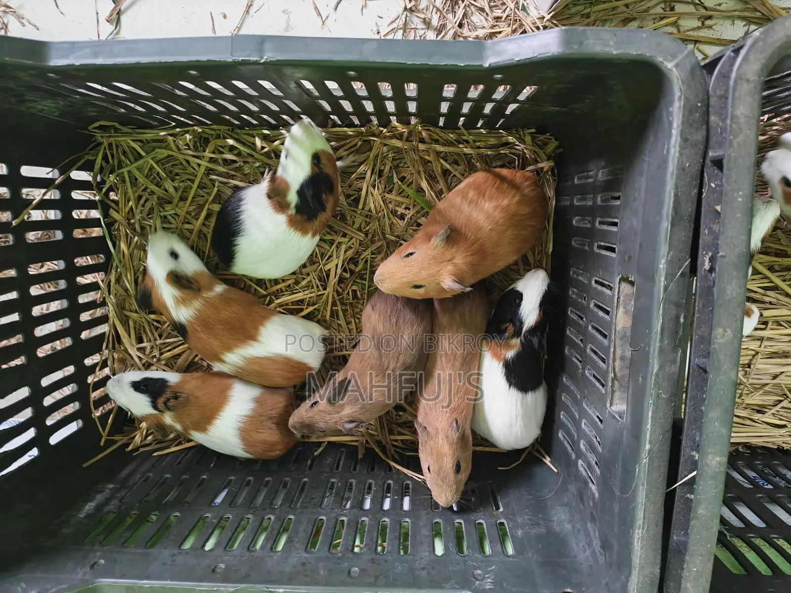 Guinea Pig for Sale
