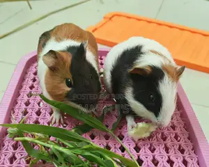 Guinea Pig for Sale