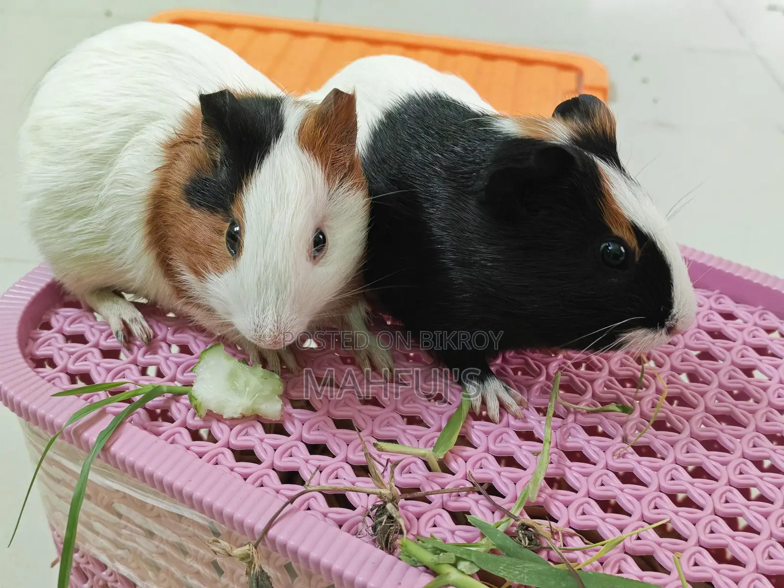 Guinea Pig for Sale