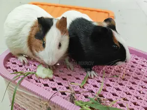 Guinea Pig for Sale