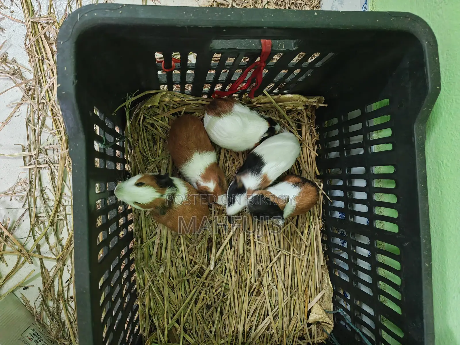 Guinea Pig for Sale