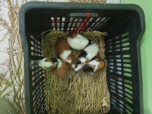 Guinea Pig for Sale