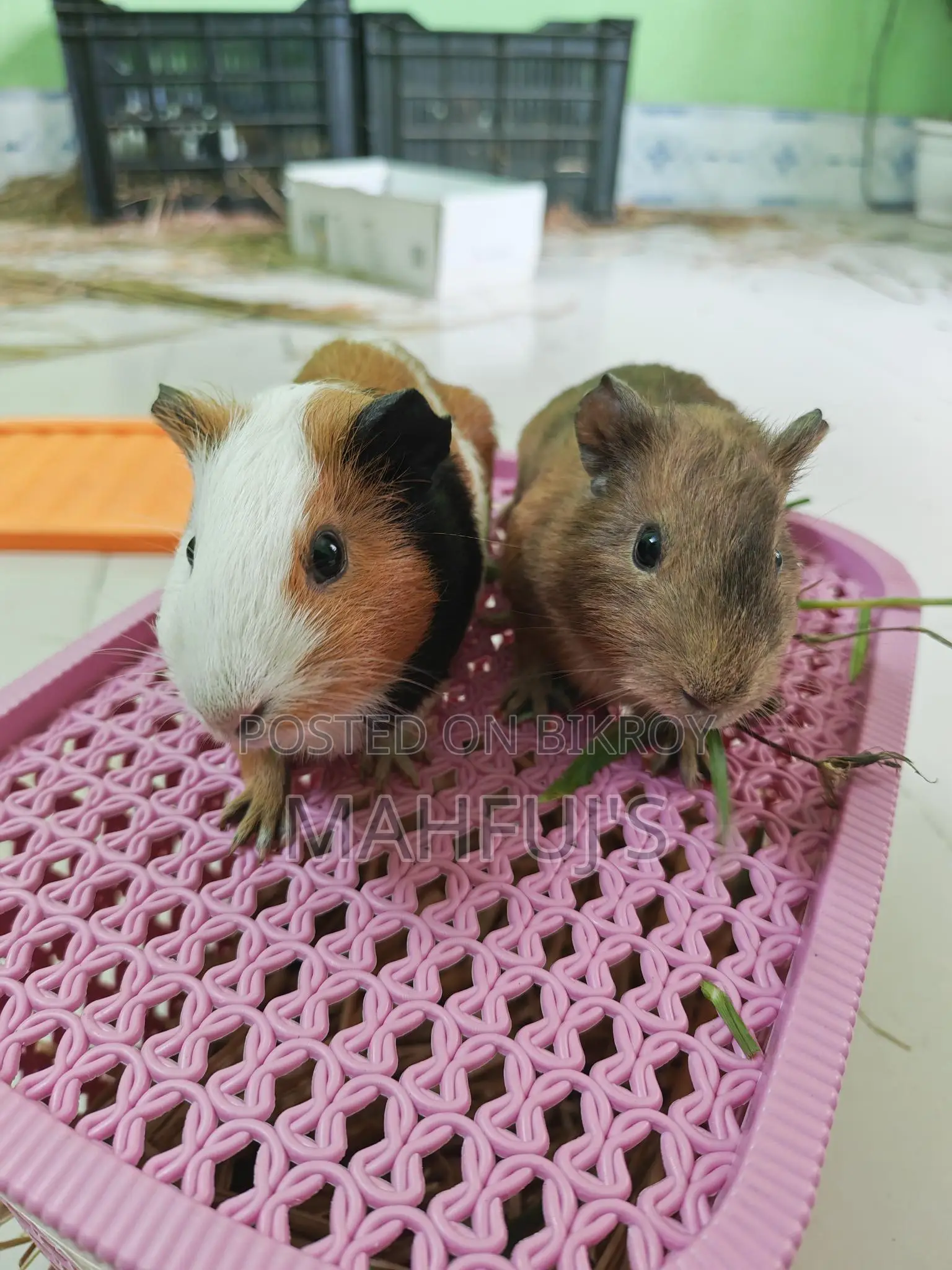 Guinea Pig for Sale