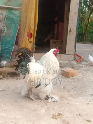 ব্রাহামা মুরগী