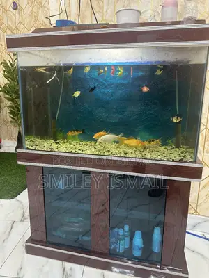 Aquarium with fish for sale.