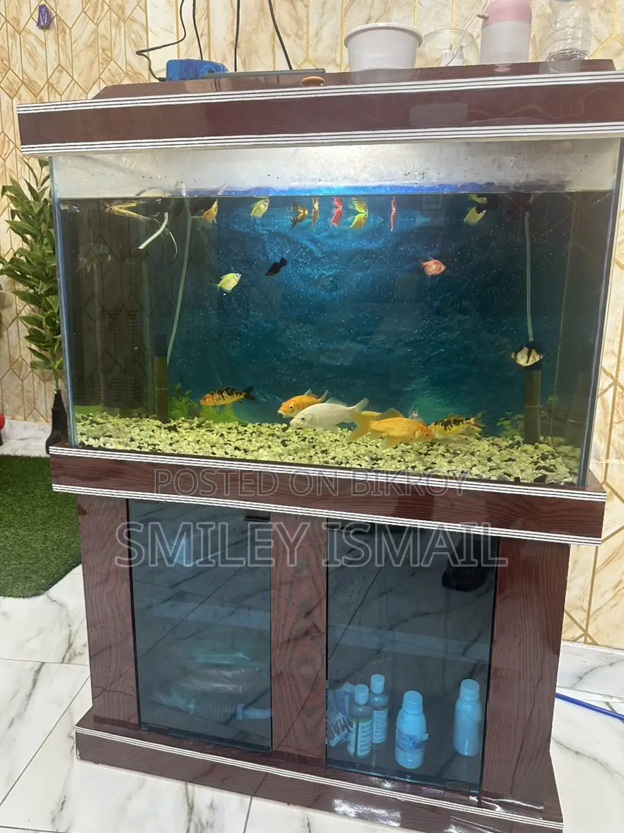 Aquarium with fish for sale.