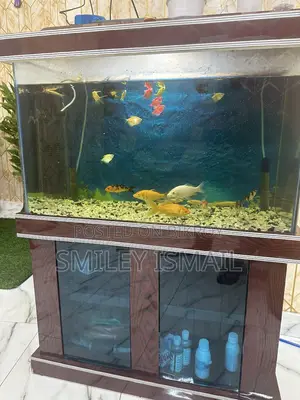 Aquarium with fish for sale.