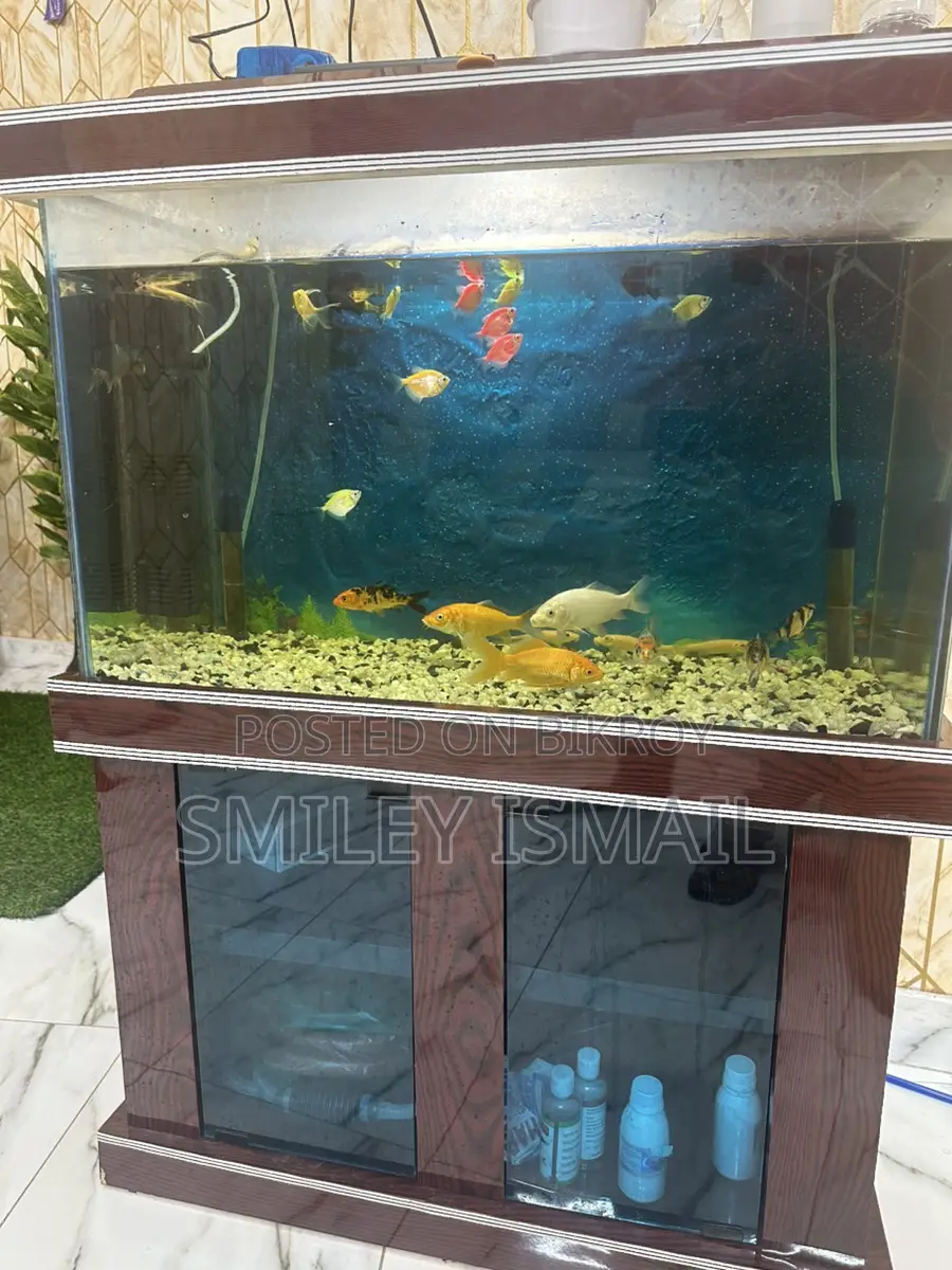 Aquarium with fish for sale.