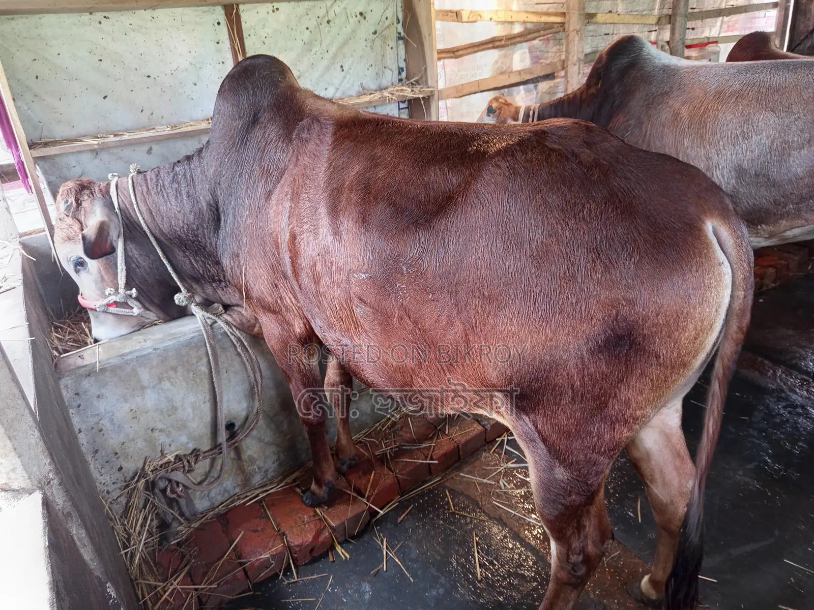 These cows are for sale