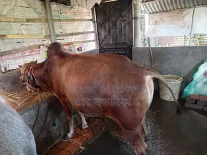 These cows are for sale