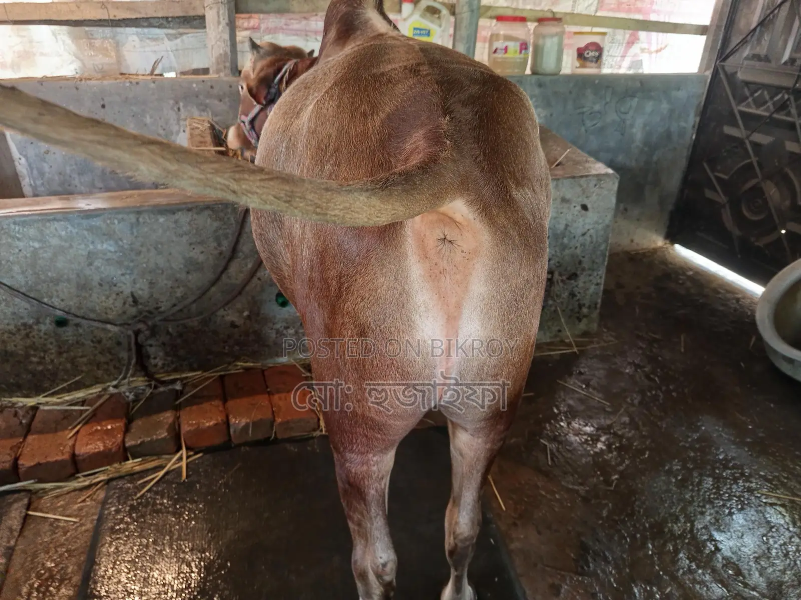 These cows are for sale