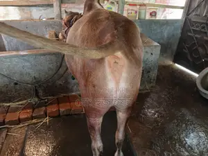 These cows are for sale