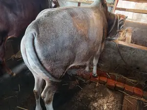 These cows are for sale