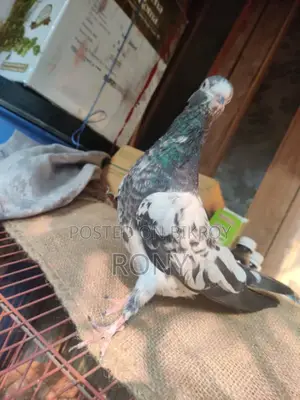 Teddy Madi Pigeon